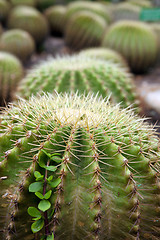 Image showing cacti plants