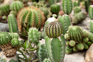 Image showing cacti plants