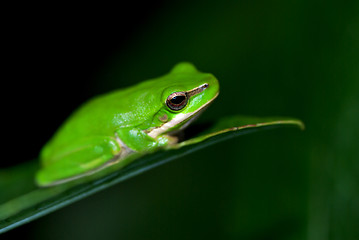 Image showing little fallax frog