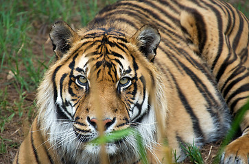 Image showing sumatran tiger