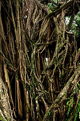 Image showing tree roots