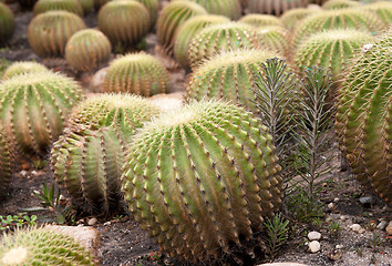 Image showing cacti plants