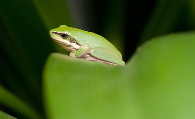 Image showing green tree frog