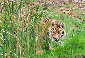 Image showing sumatran tiger