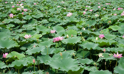 Image showing water lillies