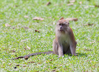 Image showing macaque monkey