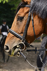 Image showing Horse head