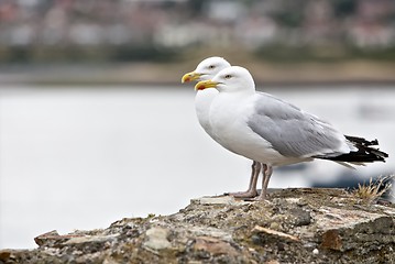 Image showing Seagulls 