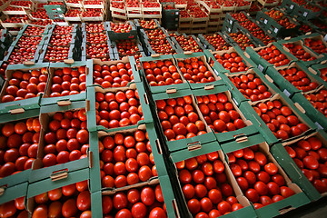 Image showing Tomato