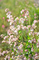 Image showing Bladder campion (Silene vulgaris)