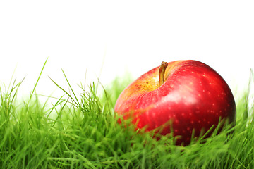 Image showing Apple in the Grass