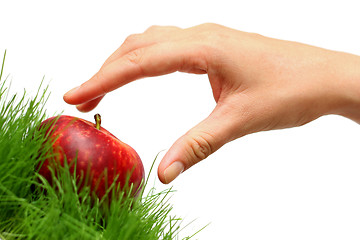 Image showing Picking Apples