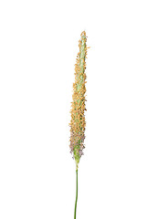 Image showing Meadow foxtail (Alopecurus pratensis)