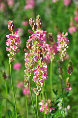 Image showing Sainfoin (Onobrychis viciifolia)