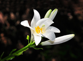 Image showing Madonna lily (Lilium candidum)