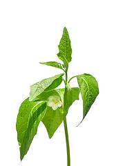 Image showing Physalis flower