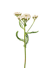 Image showing Yarrow (Achillea millefolium)