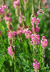 Image showing Sainfoin (Onobrychis viciifolia)