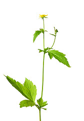 Image showing Wood avens (Geum urbanum)