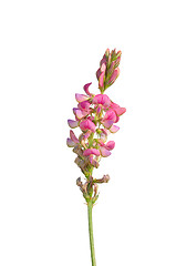 Image showing Sainfoin (Onobrychis viciifolia)