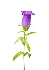 Image showing Bellflower (Campanula medium)