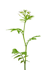 Image showing Watercress (Nasturtium officinale)