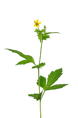 Image showing Wood avens (Geum urbanum)