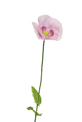 Image showing Garden poppy (Papaver)