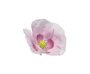 Image showing Garden poppy (Papaver)