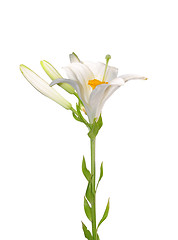 Image showing Madonna lily (Lilium candidum)