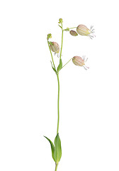 Image showing Bladder campion (Silene vulgaris)