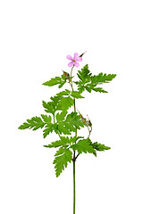 Image showing Herb Robert (Geranium robertianum)