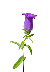 Image showing Bellflower (Campanula medium)