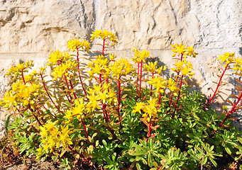 Image showing Sedum flowers