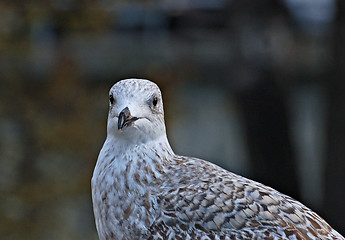 Image showing Young seagull 2