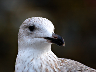 Image showing Young seagull 3