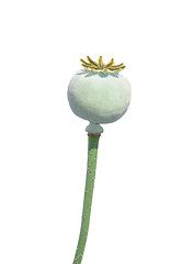 Image showing Garden poppy (Papaver)