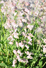 Image showing Bladder campion (Silene vulgaris)