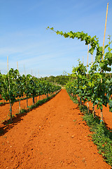 Image showing Vineyard in Croatia