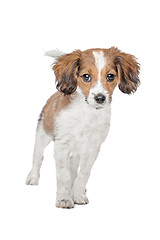 Image showing mixed breed dog