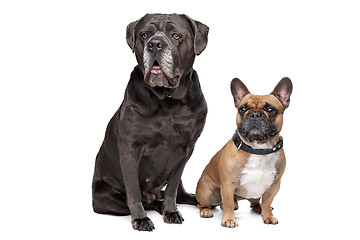 Image showing Cane Corso and French Bulldog