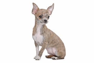 Image showing chihuahua