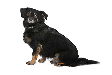 Image showing mixed breed dog