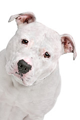 Image showing American Bulldog