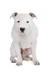 Image showing American Bulldog