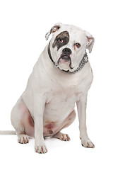 Image showing American Bulldog