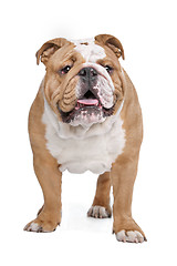 Image showing English Bulldog