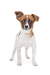 Image showing mixed breed dog