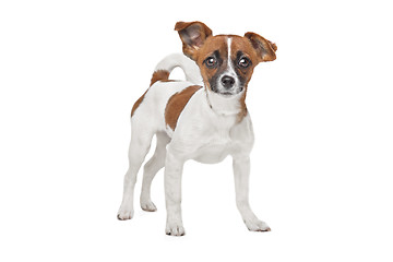 Image showing mixed breed dog