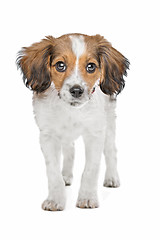 Image showing mixed breed dog